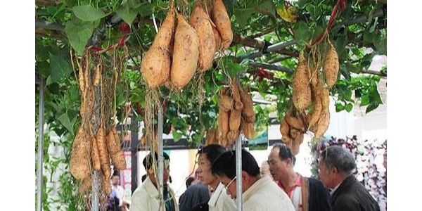 神了！農(nóng)業(yè)專家竟用牽牛花嫁接種出空中紅薯