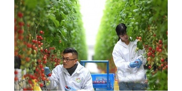 用科技打造精品果蔬